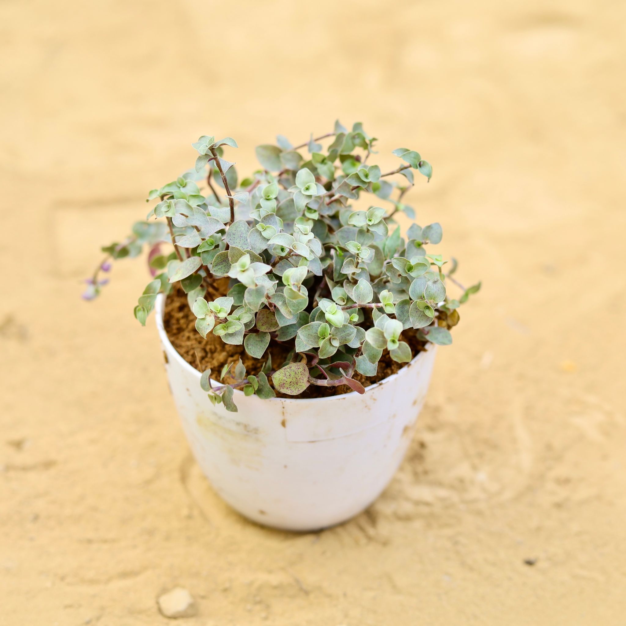 Black Lady / Turtle Vine Black in 4 Inch White Premium Orchid Round Plastic Pot