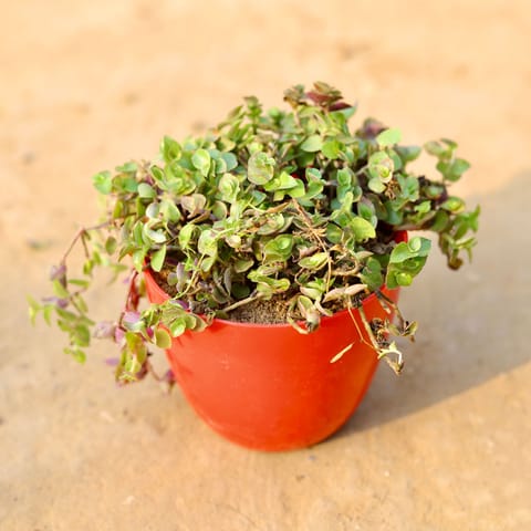 Black Lady / Turtle Vine Black in 4 Inch Red Premium Orchid Round Plastic Pot