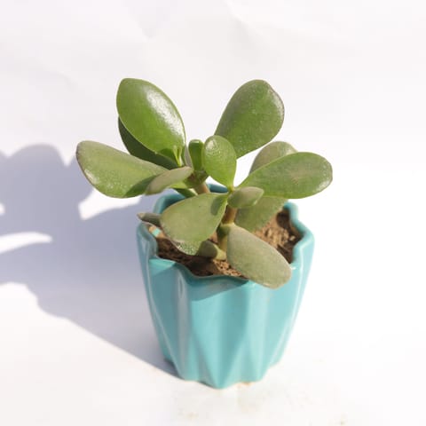 Crassula Ovata Succulent in 3 Inch Vibrant Blue Ripple Designer Ceramic Pot