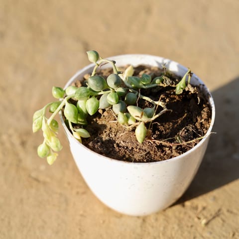 String of Pearl in 4 Inch White Premium Orchid Round Plastic Pot