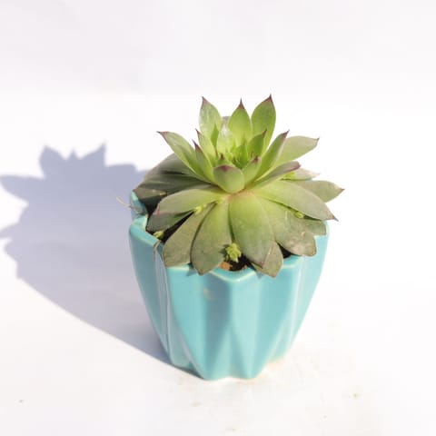 Lakshmi Kamal Succulent in 3 Inch Vibrant Blue Ripple Designer Ceramic Pot