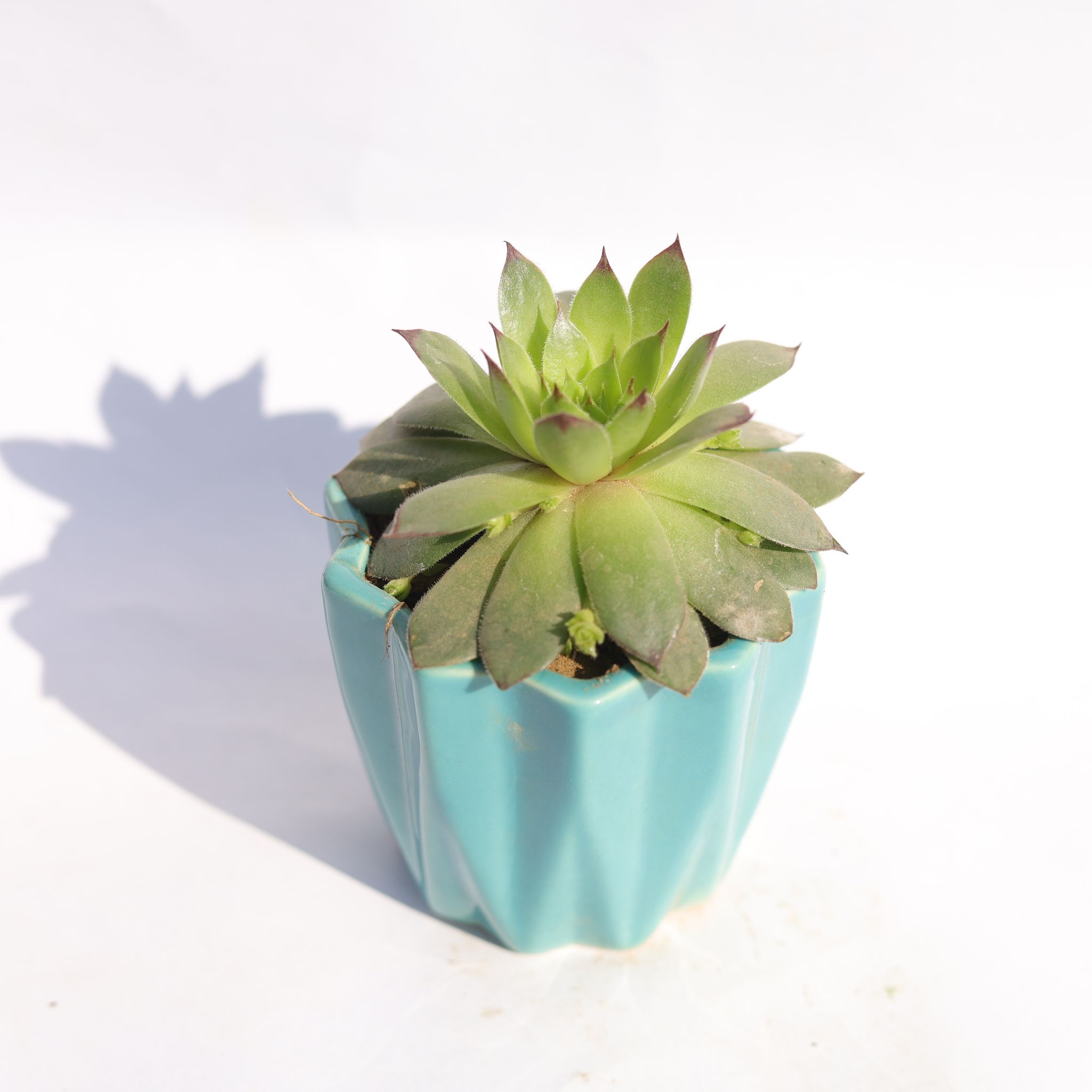Lakshmi Kamal Succulent in 3 Inch Vibrant Blue Ripple Designer Ceramic Pot