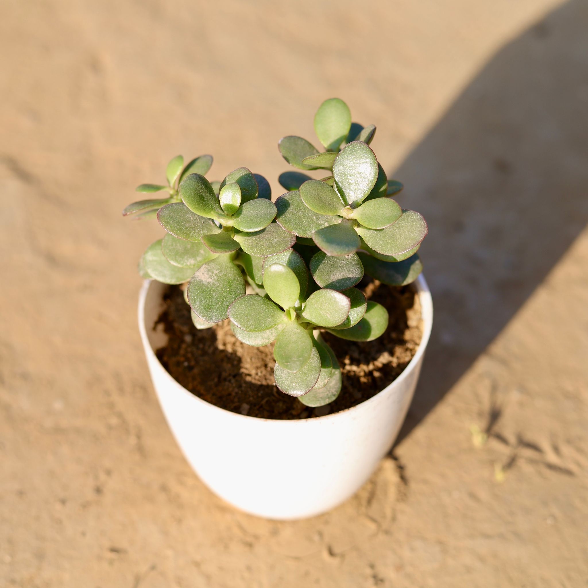 Crassula Ovata Succulent in 4 Inch White Premium Orchid Round Plastic Pot