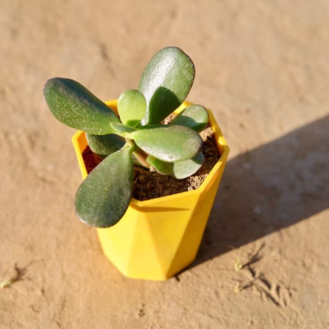 Crassula Ovata Succulent in 4 Inch Yellow Premium Diamanti Plastic Pot
