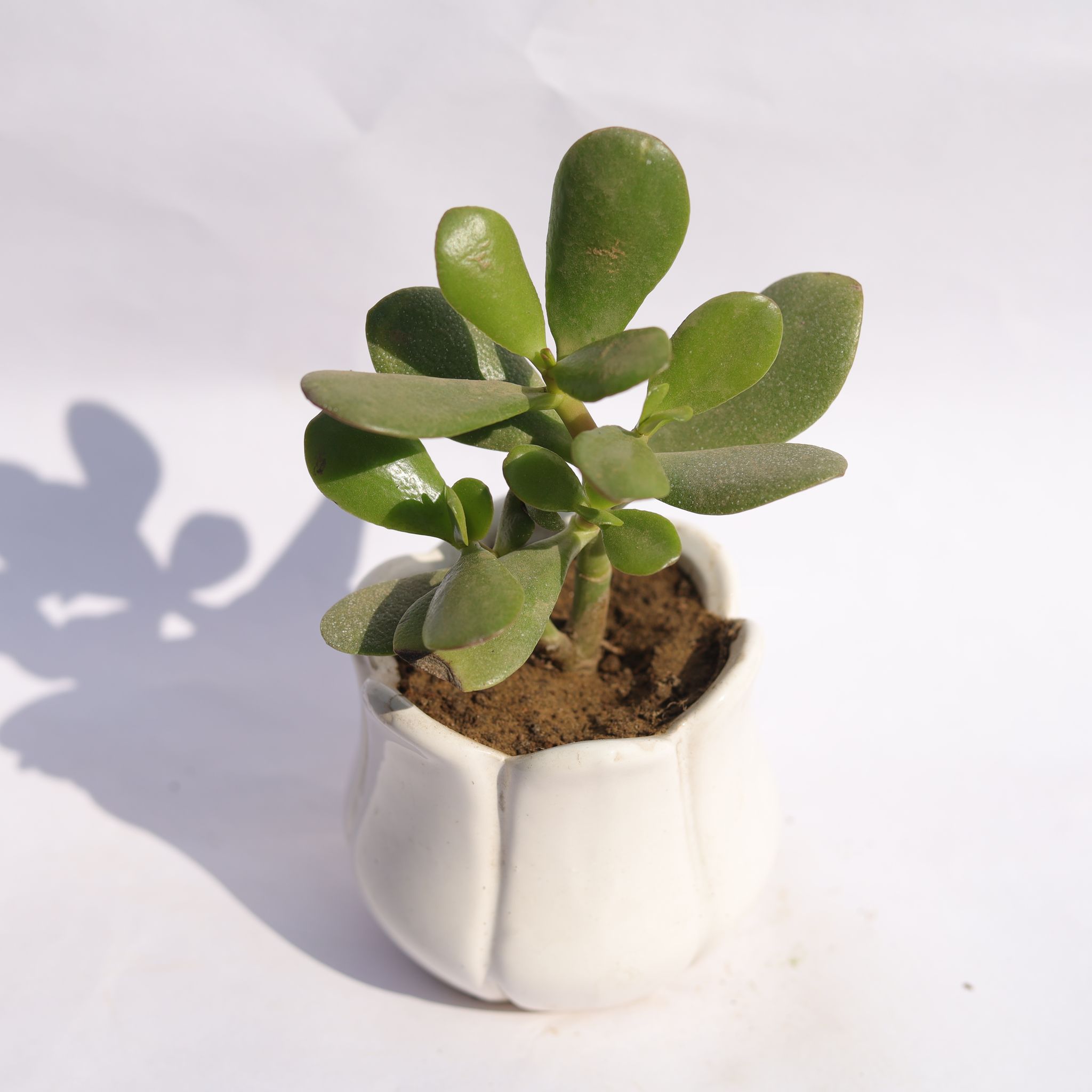 Crassula Ovata Succulent in 3.5 Inch White Tulip Ceramic Pot