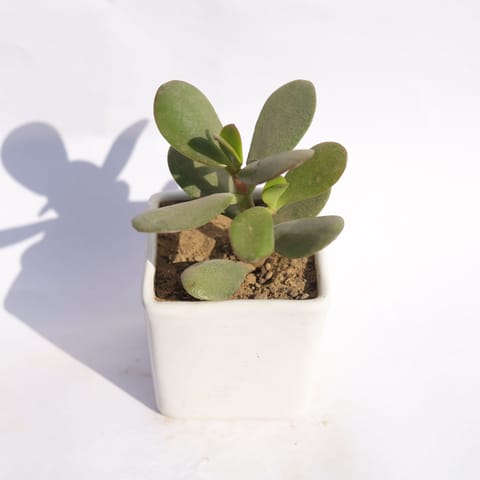 Crassula Ovata Succulent in 3 Inch Classy White Square Shaped Ceramic Pot