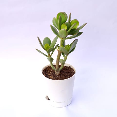 Crassula Ovata Succulent in 4 Inch White Florence Self Watering Pot