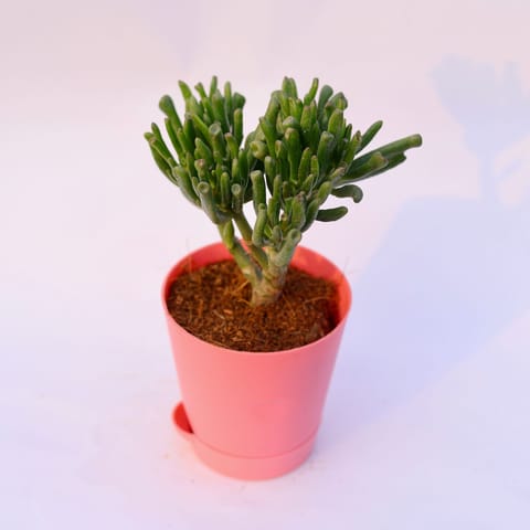 Crassula Gollum Jade in 4 Inch Pink Florence Self Watering Pot