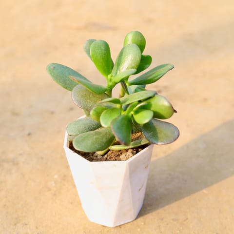 Crassula Ovata Succulent in 4 inch Marble White Premium Diamanti Plastic Pot