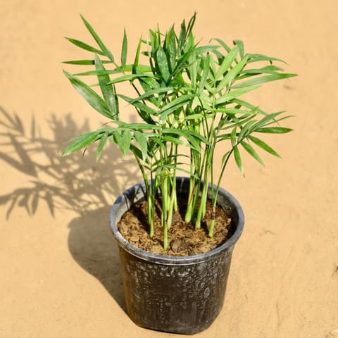 Air Purifier Chamaedorea Palm in 4 Inch Nursery Pot