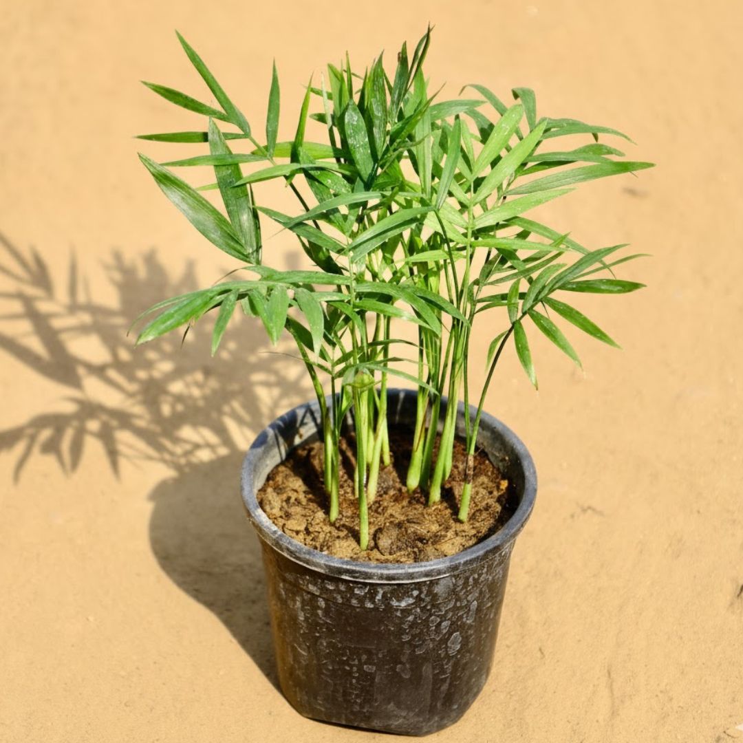 Air Purifier Chamaedorea Palm in 4 Inch Nursery Pot