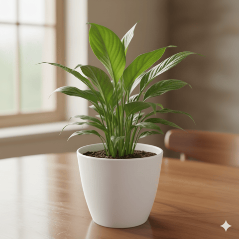 Gift Ready - Peace Lily in 4 Inch Classy White Cup Ceramic Pot Wrapped in Lovely Gift Bag For Your Loved Ones