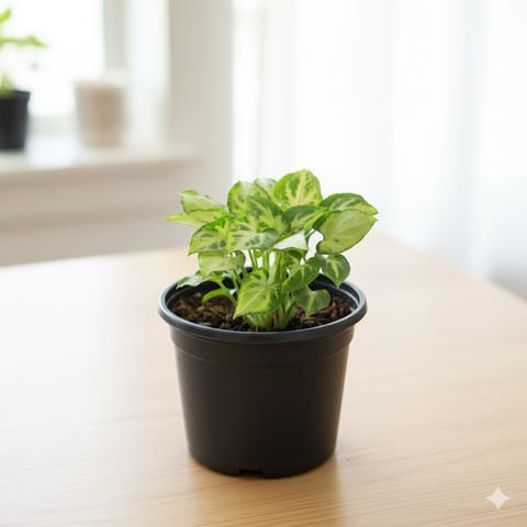 Syngonium Pixie Green in 4 Inch Nursery Pot
