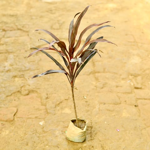 Air Purifying - Dracaena Narrow Red (~ 2.5 Ft) in 4 Inch Nursery Bag