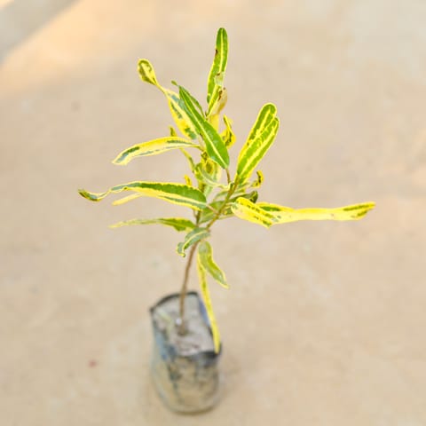 Croton Sunny Star in 3 Inch Nursery Bag