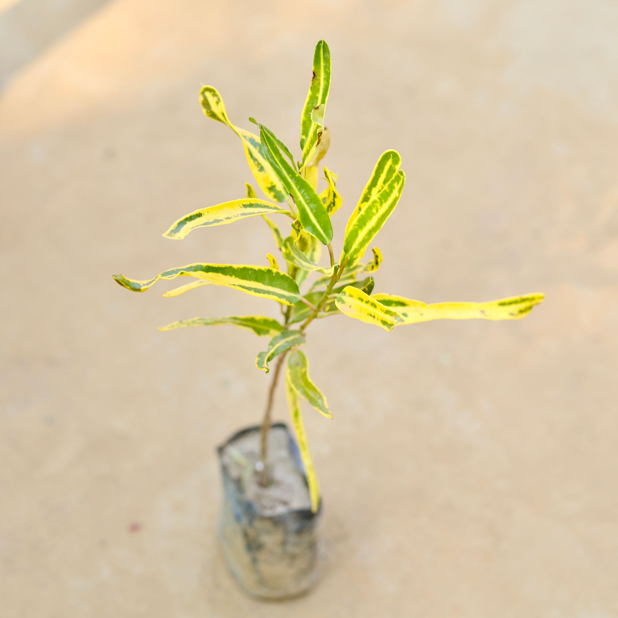 Croton Sunny Star in 3 Inch Nursery Bag