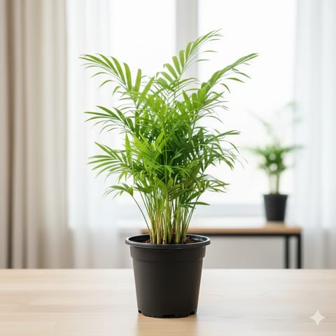 Chamaedorea Palm Bushy in 6 Inch Nursery Pot