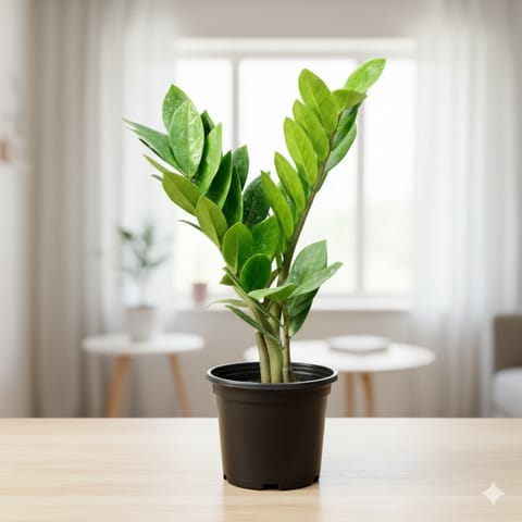 Zz Green in 6 Inch Nursery Pot