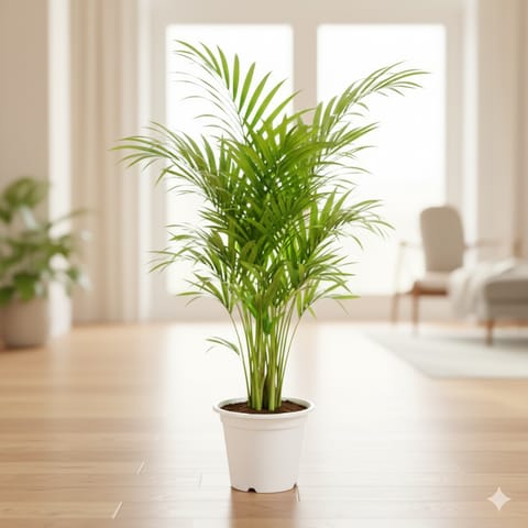 Air Purifying - Areca Palm (~ 3Ft) in 8 Inch White Nursery Pot