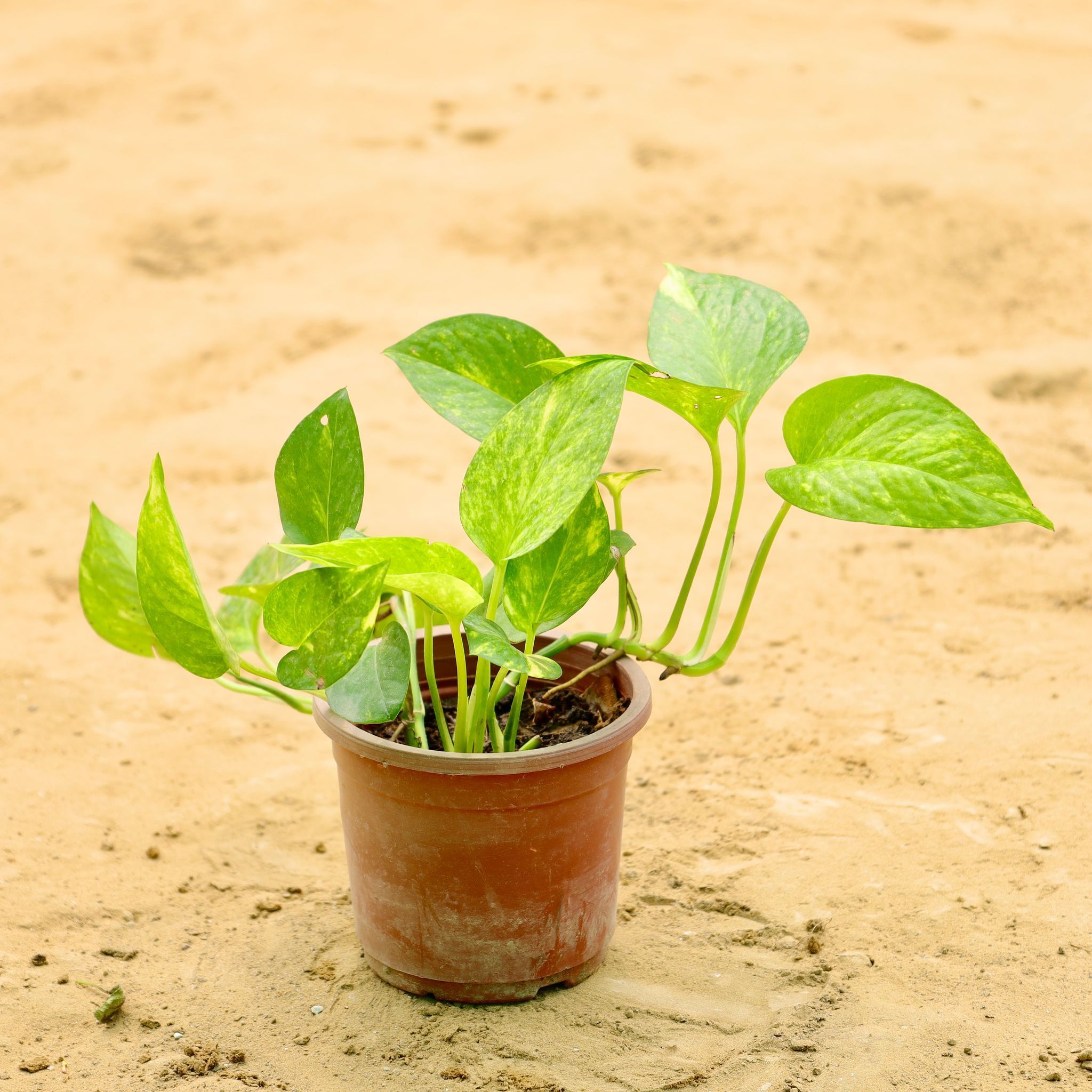 Money Plant Variegated in 4 Inch Nursery Pot