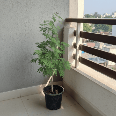 Holy Shami in 6 Inch Nursery Pot