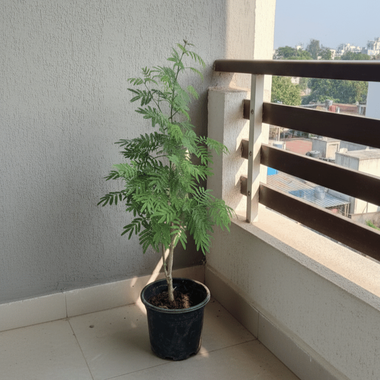 Holy Shami in 6 Inch Nursery Pot