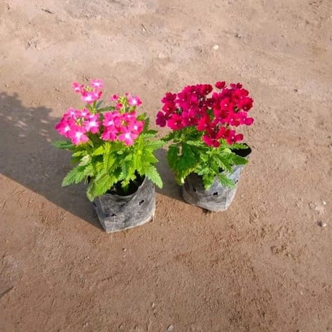 Set of 2 - Verbena (Any Colour) in 3 Inch Nursery Bag