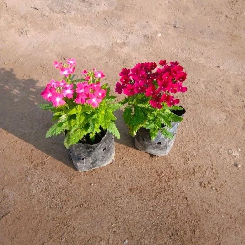 Set of 2 - Verbena (Any Colour) in 3 Inch Nursery Bag