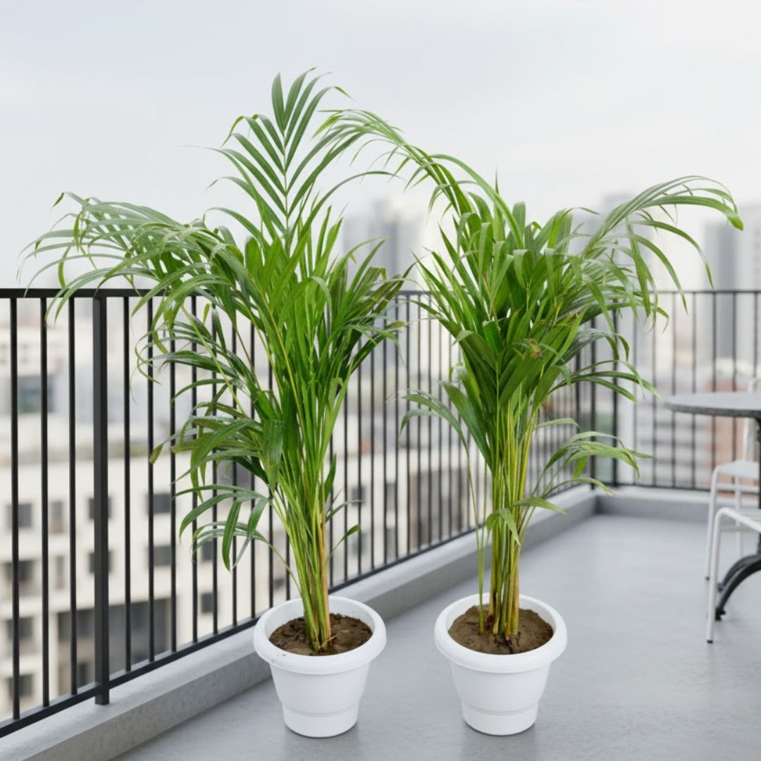 Air Purifier Set of 2 - Areca Palm (2-2.5 Ft) in 8 Inch Classy White Plastic Pot