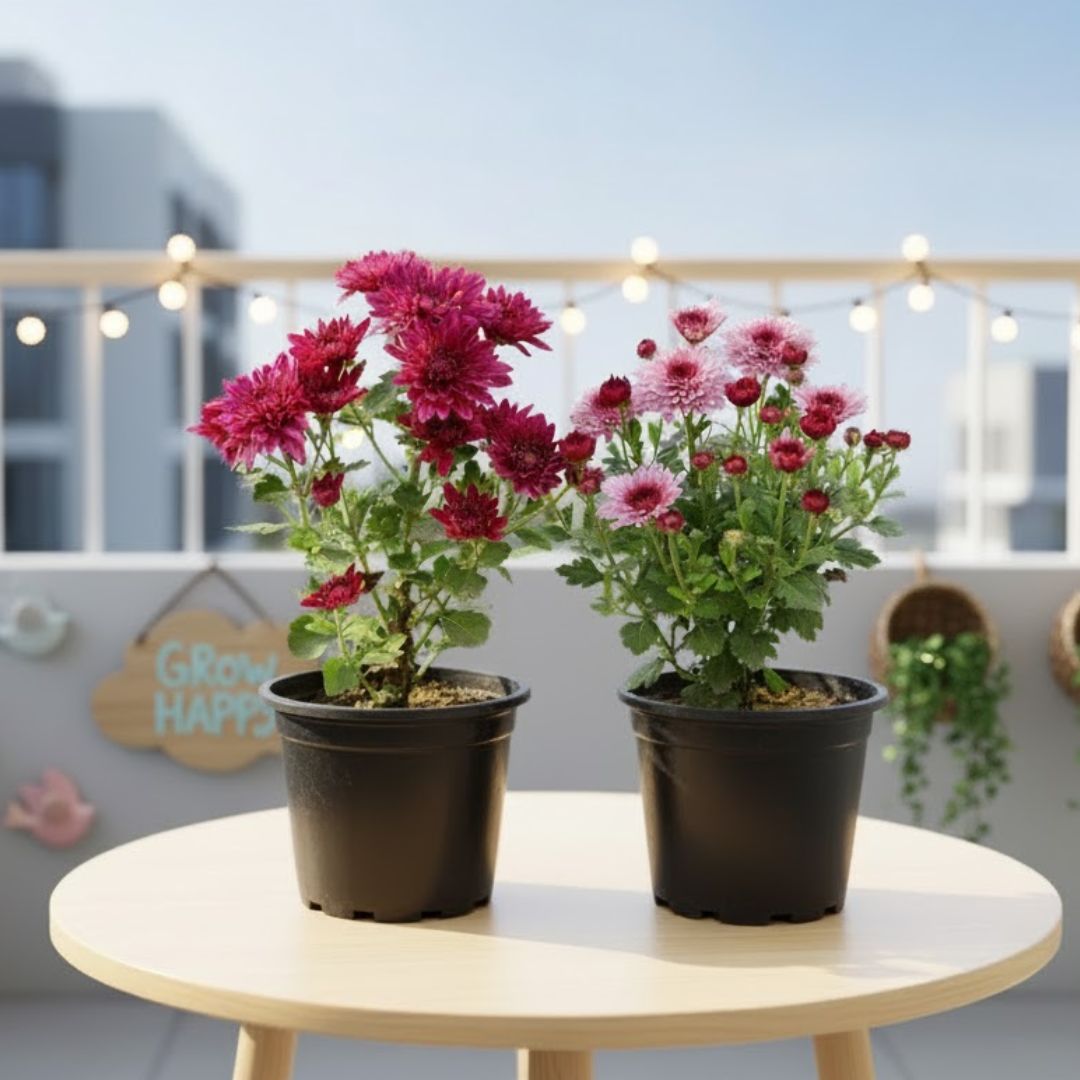 Set Of 2 - Chrysanthemum / Guldawari / Guldaudi (Any Colour) in 6 Inch Nursery Pot