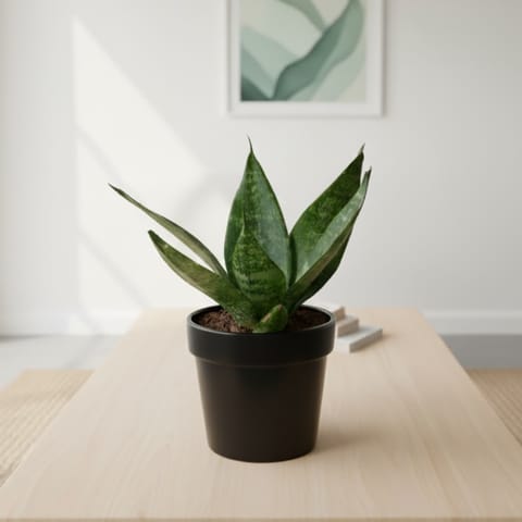 Air Purifier Snake Green Dwarf in 3 Inch Nursery Pot - Best Low Maintenance Indoor Plant