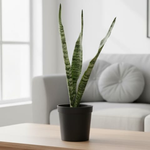 Air Purifier Snake Green Long in 6 Inch Nursery Pot