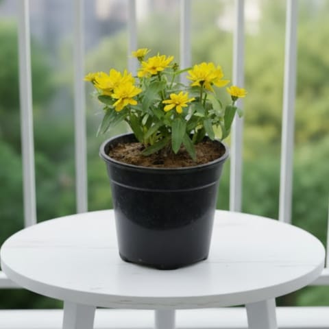 Zinnia (Any Colour) in 4 Inch Nursery Pot