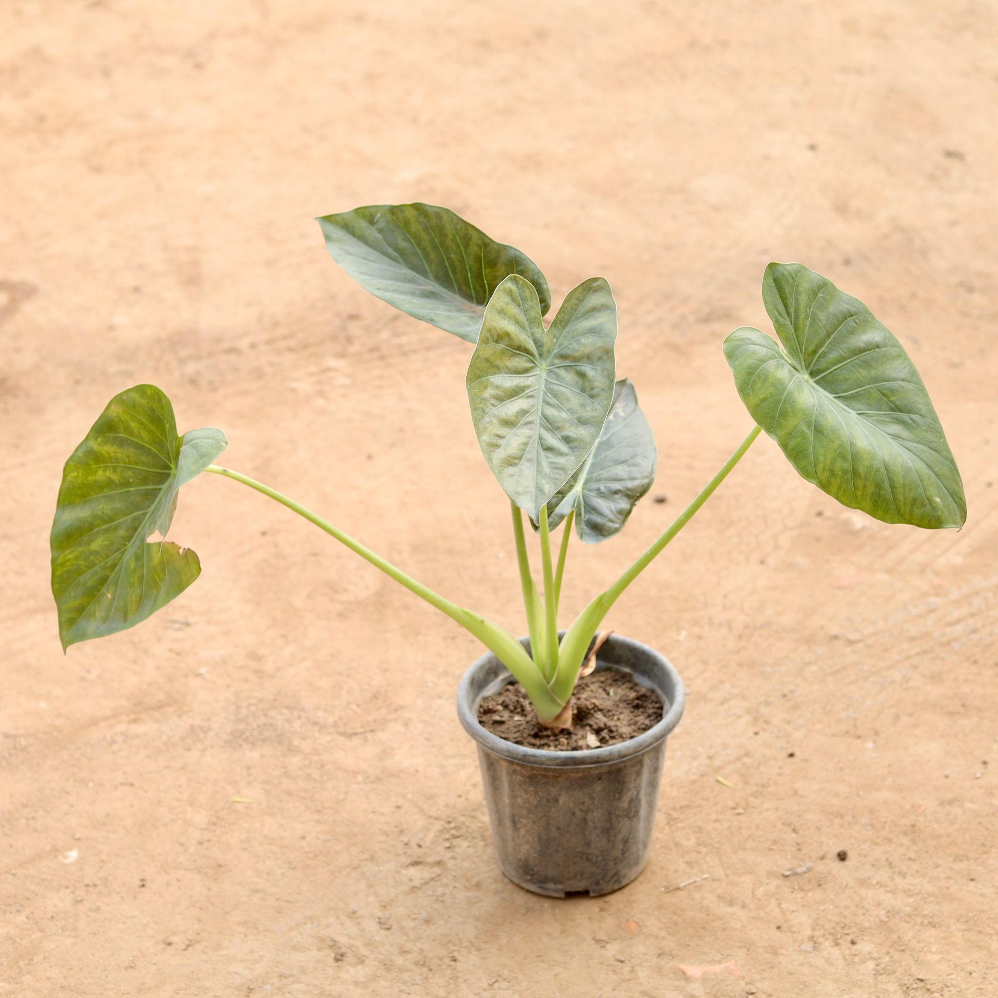 Air Purifying - Alocasia Bambino / Elephant Ear in 8 Inch Nursery Pot