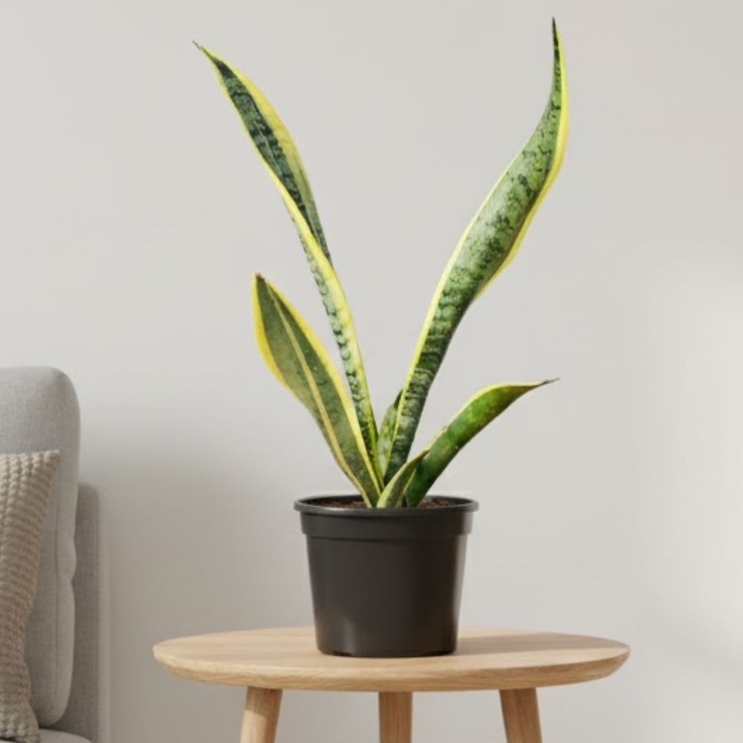 Air Purifier Snake Golden in 6 Inch Nursery Pot