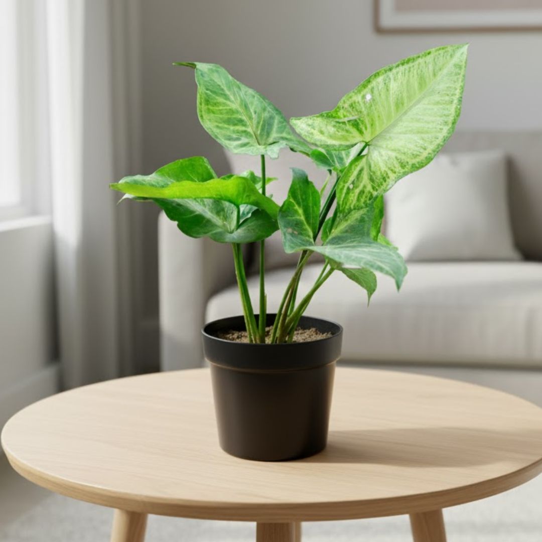 Air Purifier Syngonium Green Desi in 5 Inch Nursery Pot