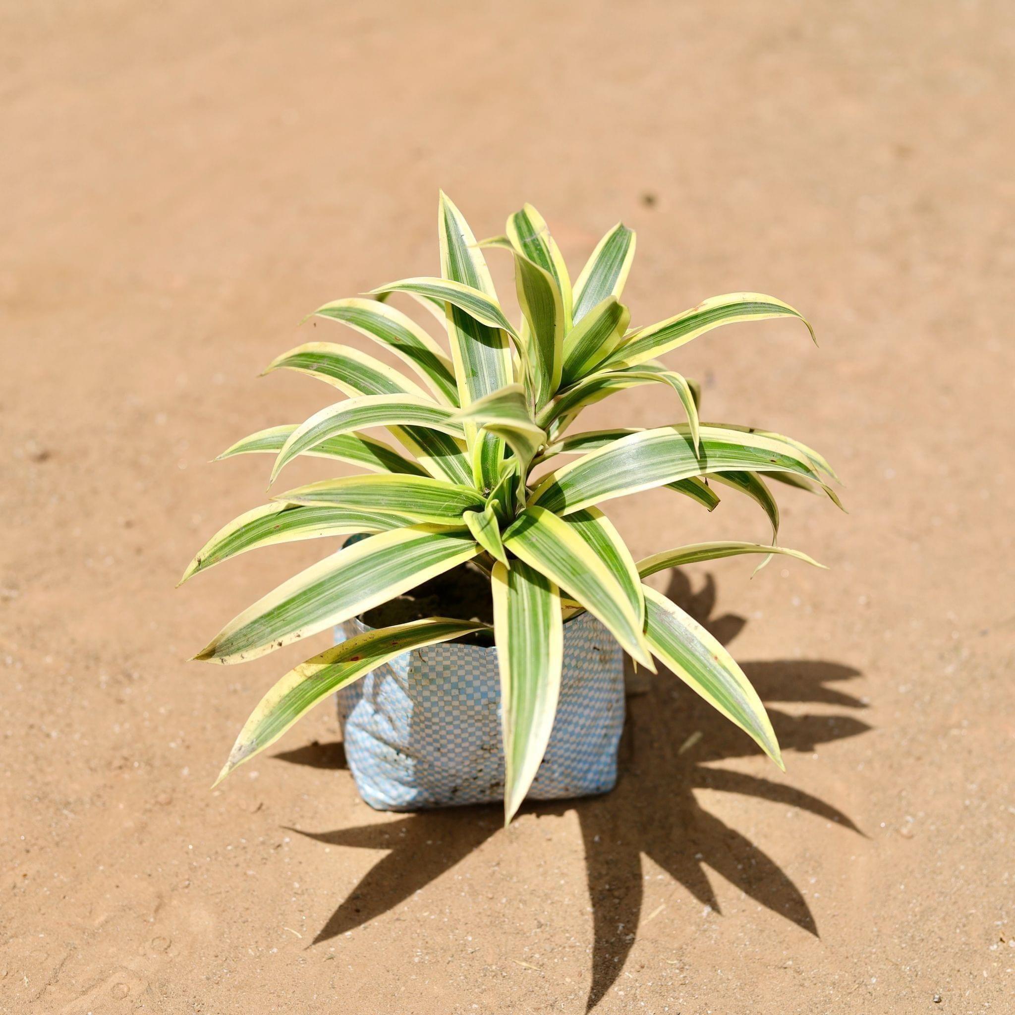 Air Purifier Song Of India in 4 Inch Nursery Bag