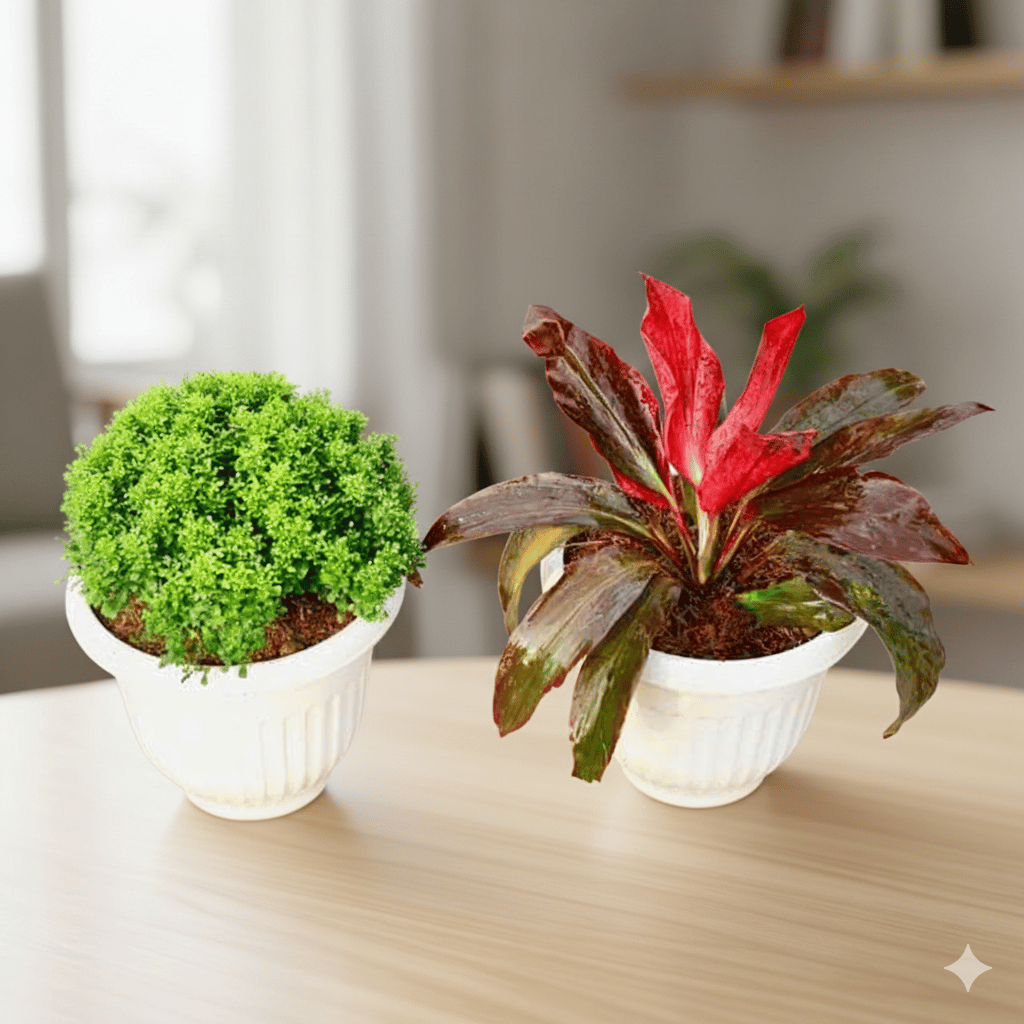 Set of 2 - Table Kamini & Dracaena Rosea in 8 Inch White Olive Plastic Pot