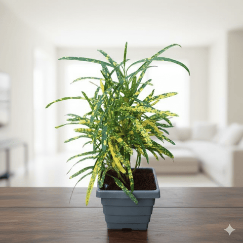 Chironji Croton Gold Star in 4 Inch Grey Premium Square Plastic Pot