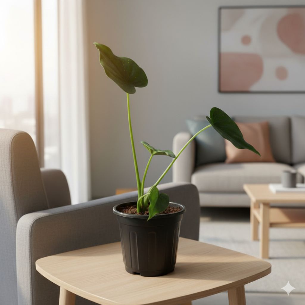 Alocasia Green / Elephant Ears in 6 inch Black Super Nursery Pot