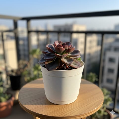 Platinum Saltbush Succulent in 3 Inch Nursery Pot