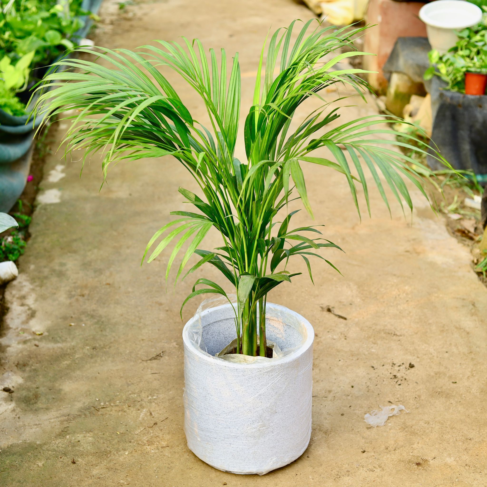 Areca Palm (~ 4 Ft) in 11 X 11 Inch White Premium Dochieo Fiberglass Planter- Durable large size decorative fiber pot for indoor outdoor plants with 5 year warranty