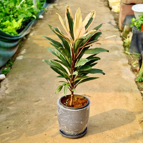Dracaena Cordyline White Pune in 12 X 12 Inch Sandstone Premium Orbis Fiberglass Planter with tray- Durable large size decorative fiber pot for indoor outdoor plants with 5 year warranty