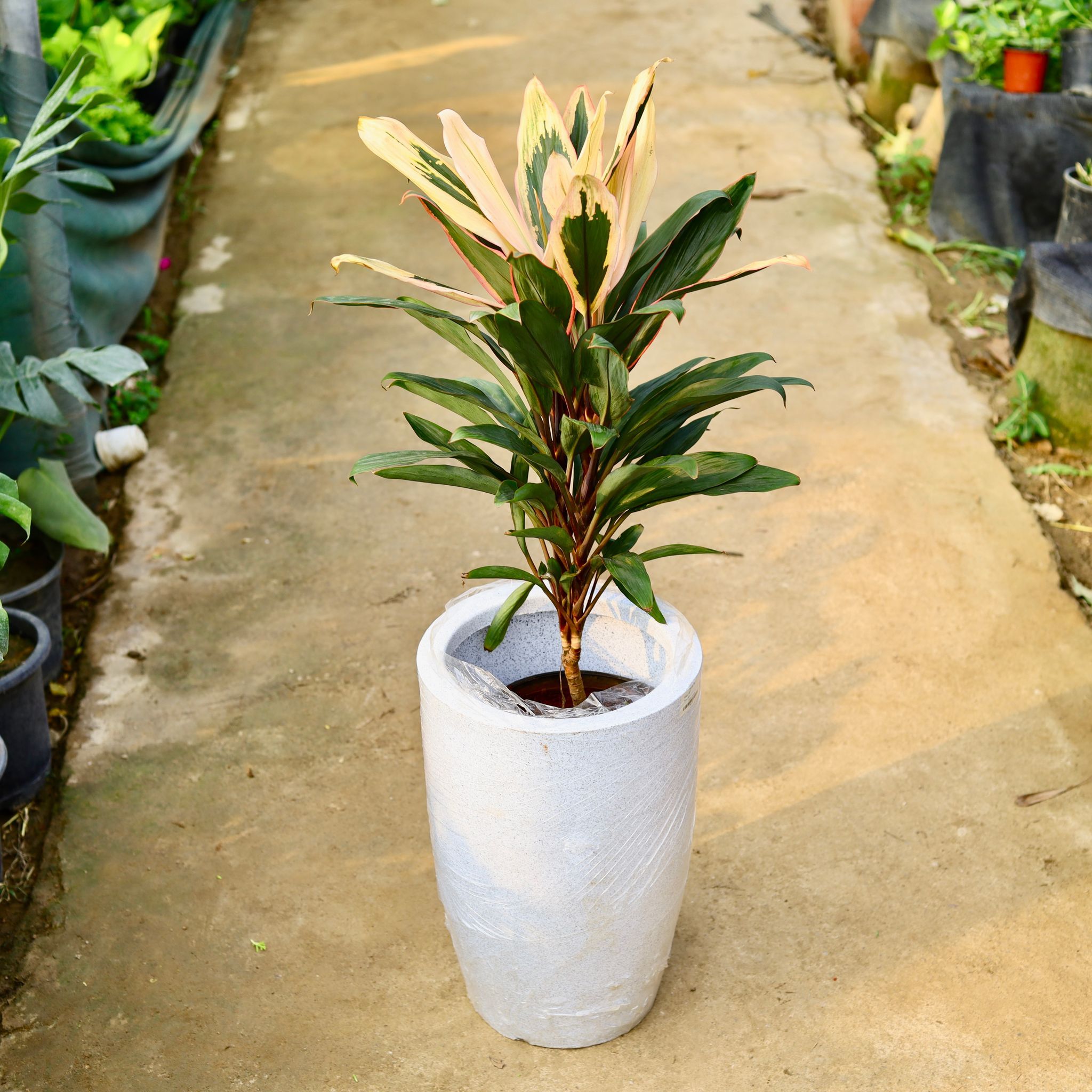Dracaena Cordyline White Pune in 12 X 18 Inch White Premium Vazo Fiberglass Planter- Durable large size decorative fiber pot for indoor outdoor plants with 5 year warranty