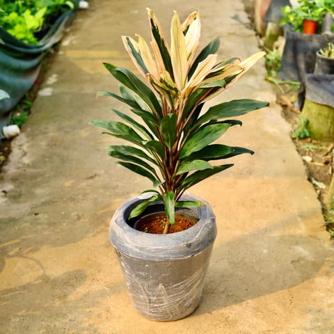 Dracaena Cordyline White Pune in 13 X 14 Inch Grey Premium Milo Fiberglass Planter- Durable large size decorative fiber pot for indoor outdoor plants with 5 year warranty