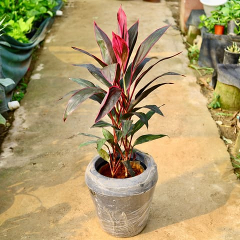 Dracaena Mahatma Pune in 13 X 14 Inch Grey Premium Milo Fiberglass Planter- Durable large size decorative fiber pot for indoor outdoor plants with 5 year warranty