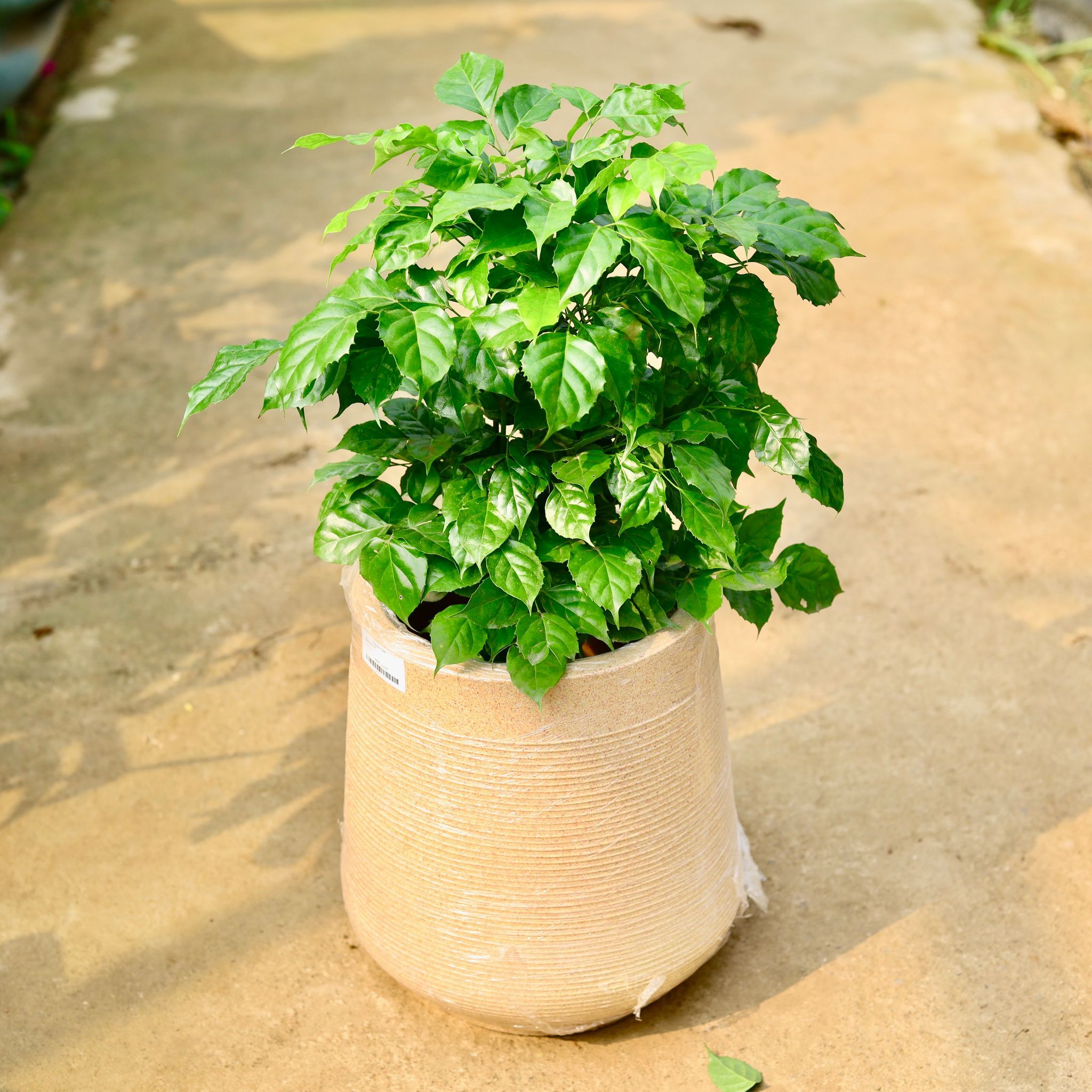 Radermachera / China Doll in 12 X 12 Inch Sandstone Premium Sierra Fiberglass Planter- Durable large size decorative fiber pot for indoor outdoor plants with 5 year warranty