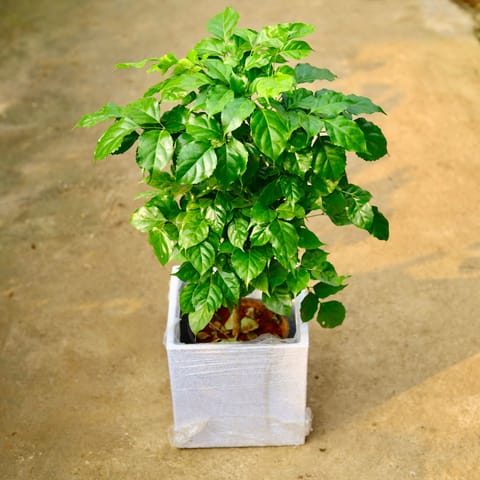 Radermachera / China Doll in 12 X 12 Inch White Premium Kyvos Fiberglass Planter- Durable large size decorative fiber pot for indoor outdoor plants with 5 year warranty