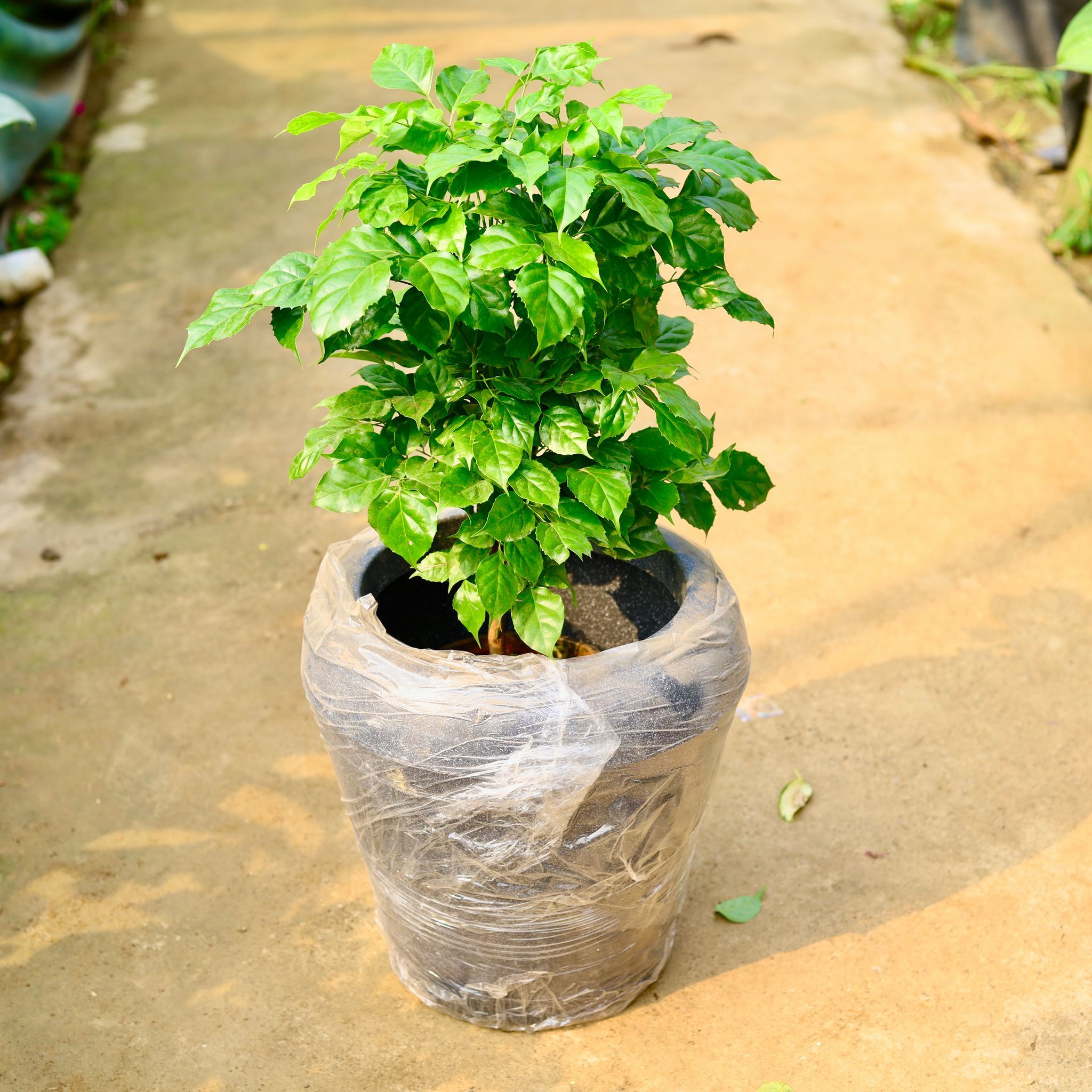 Radermachera / China Doll in 13 X 14 Inch Grey Premium Milo Fiberglass Planter- Durable large size decorative fiber pot for indoor outdoor plants with 5 year warranty