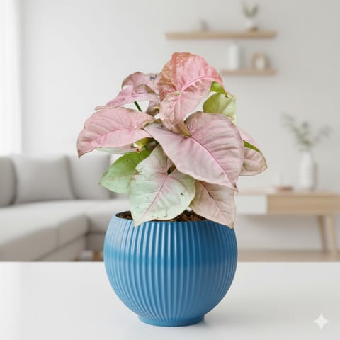 Syngonium Pink in 5 Inch Azure Blue Matt Sylvan Plastic Pot